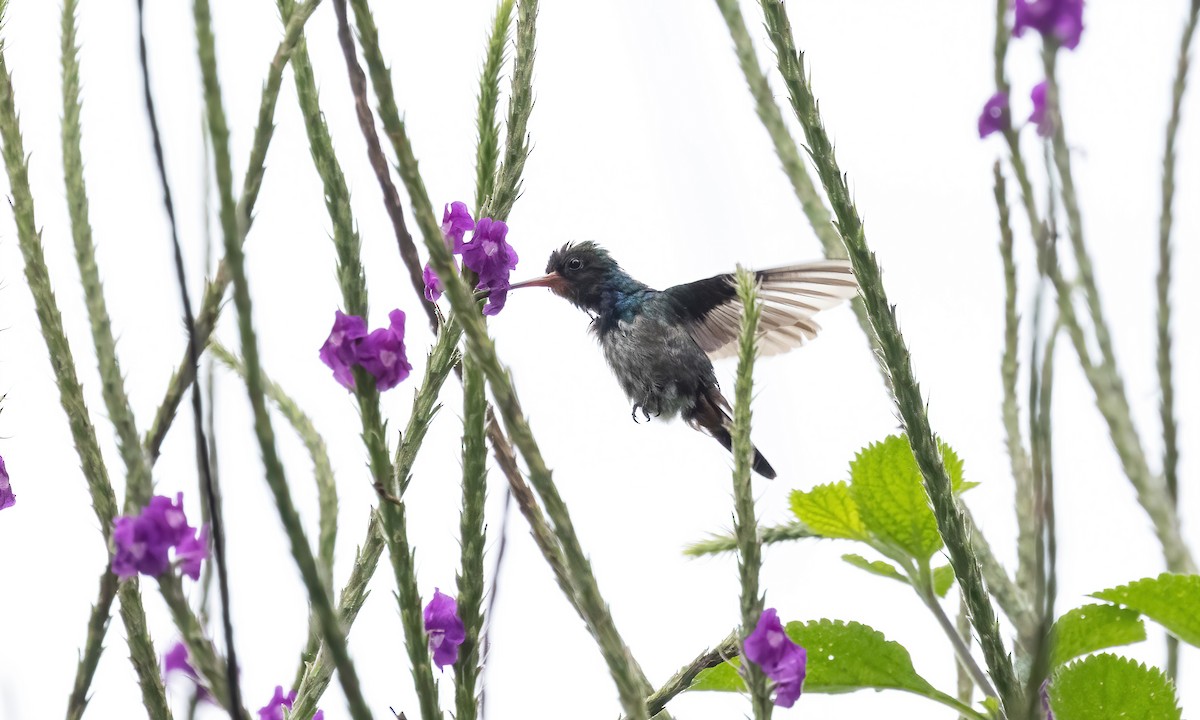 kolibřík savanový - ML579871571