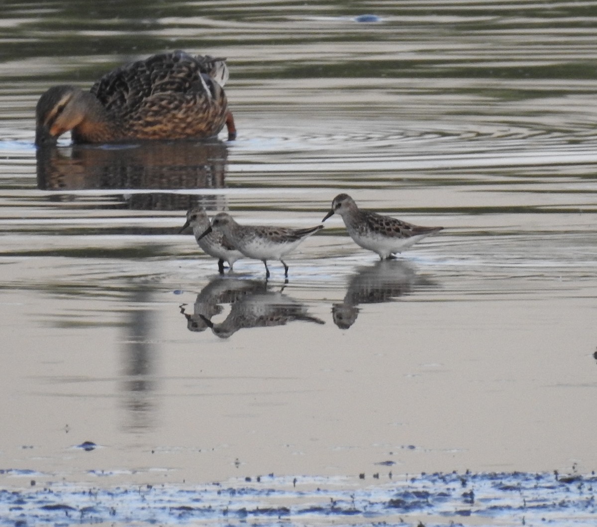 eBird Checklist 31 May 2023 Wood Dale Reservoir 33 species (+3