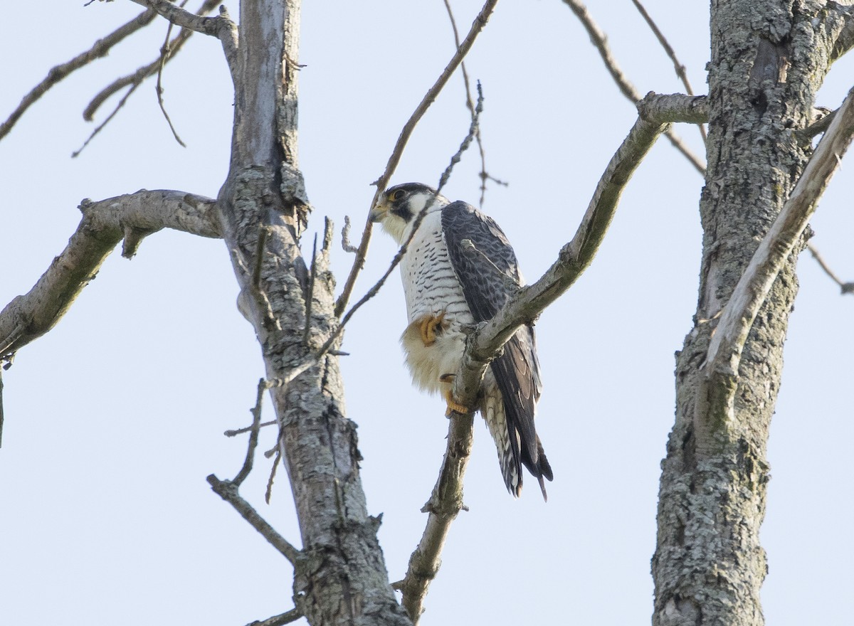 Peregrine Falcon (Tundra) - Caleb Putnam