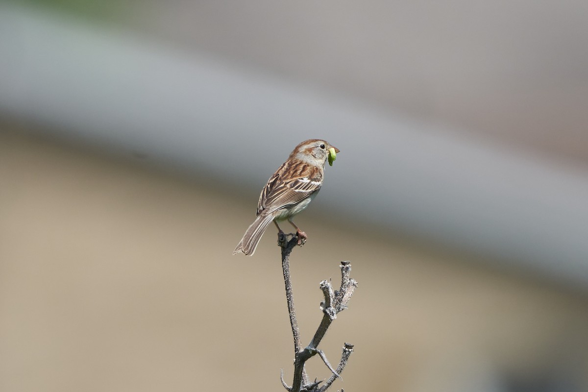 Field Sparrow - ML579876901