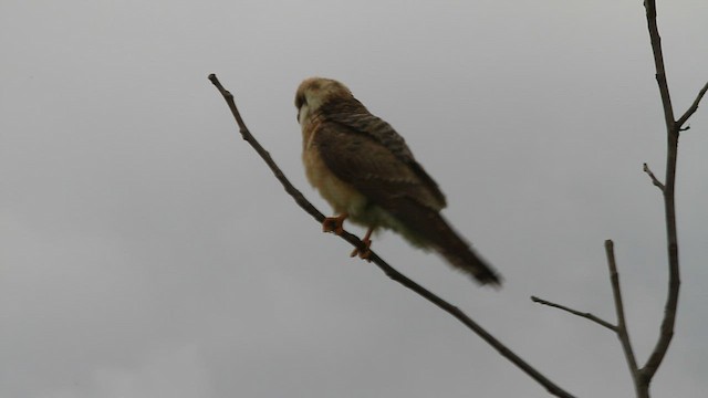 Red-footed Falcon - ML579878251