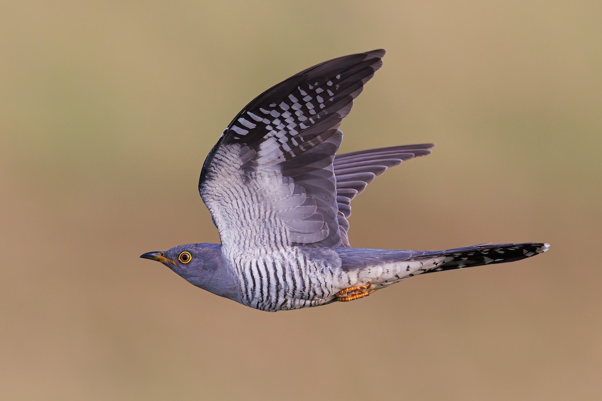 Common Cuckoo - Hari K Patibanda