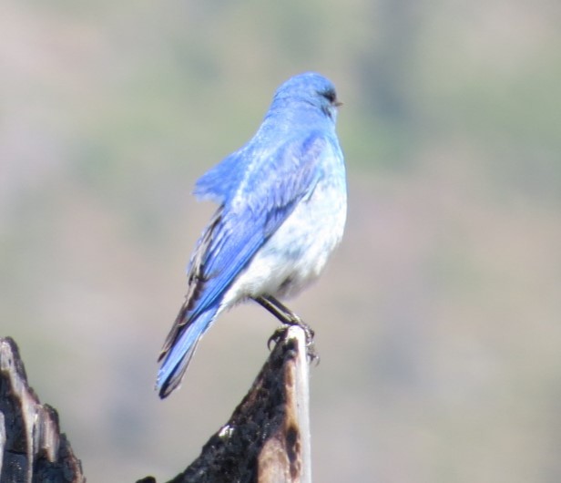 Mountain Bluebird - ML579878891