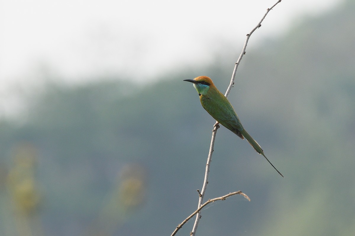 Asian Green Bee-eater - ML579880301