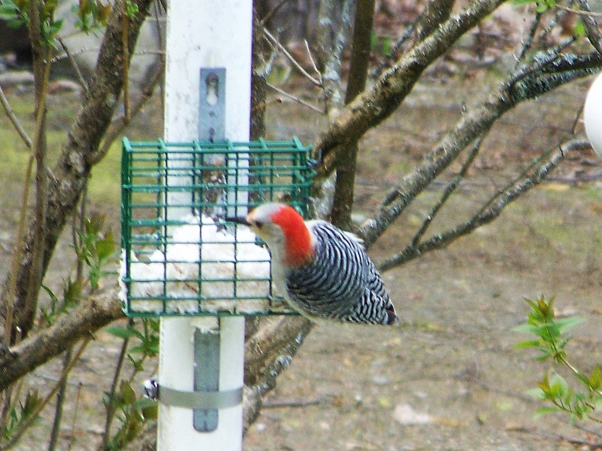 Red-bellied Woodpecker - ML57988111