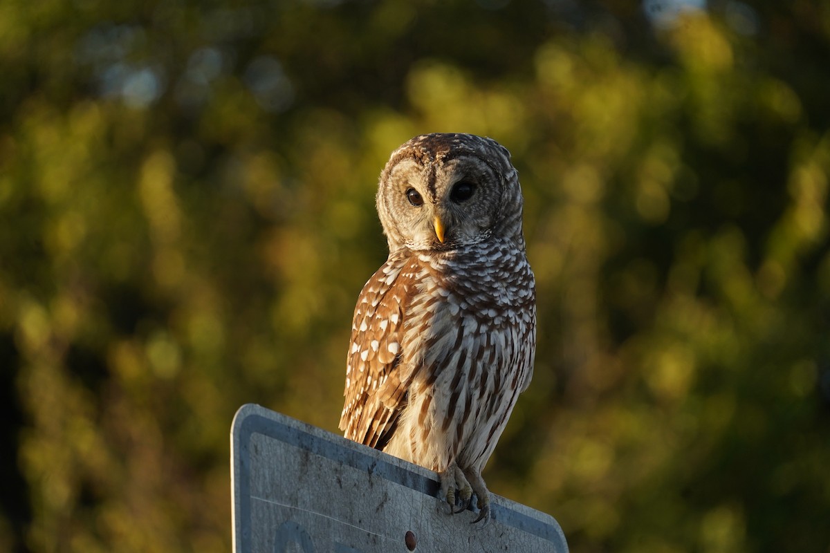 Barred Owl - ML579881211
