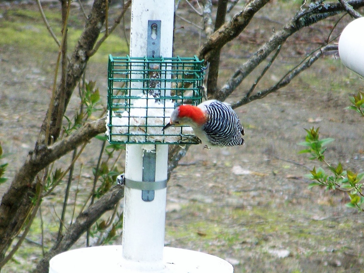 Red-bellied Woodpecker - Lucius McIntire
