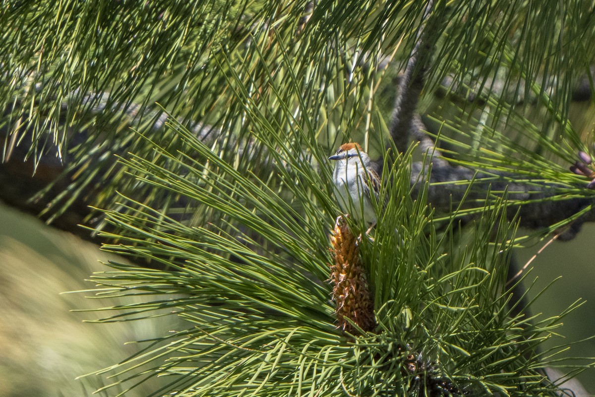 Chipping Sparrow - ML579882441
