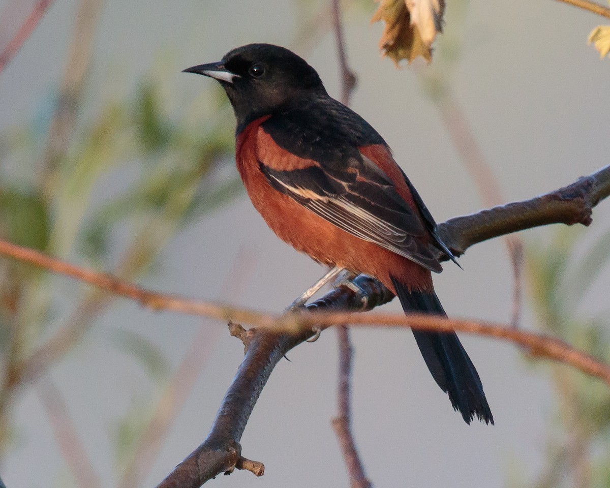 Orchard Oriole - Jeff Stacey