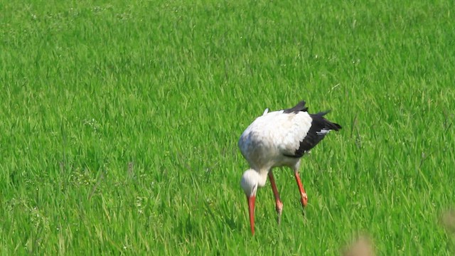 White Stork - ML579890011