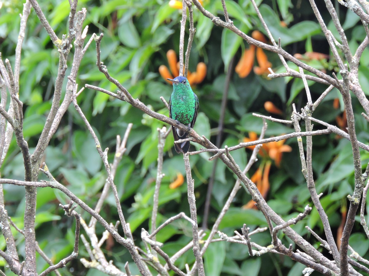 Indigo-capped Hummingbird - Laura Céspedes