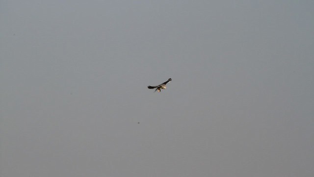 Black-winged Kite - ML579896471