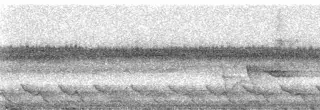 Méliphage de Viti Levu - ML5799