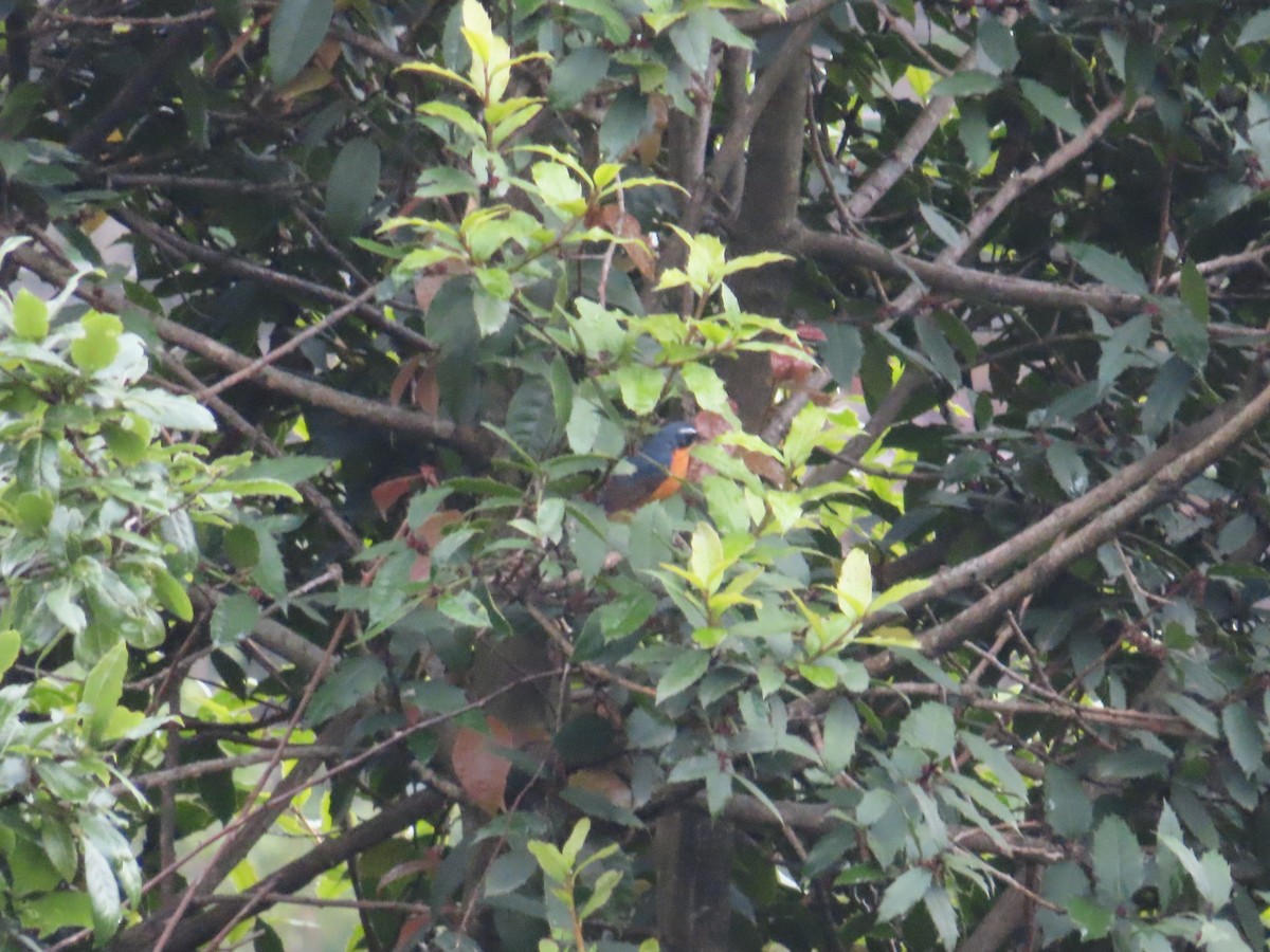 Indian Blue Robin - ML579903081