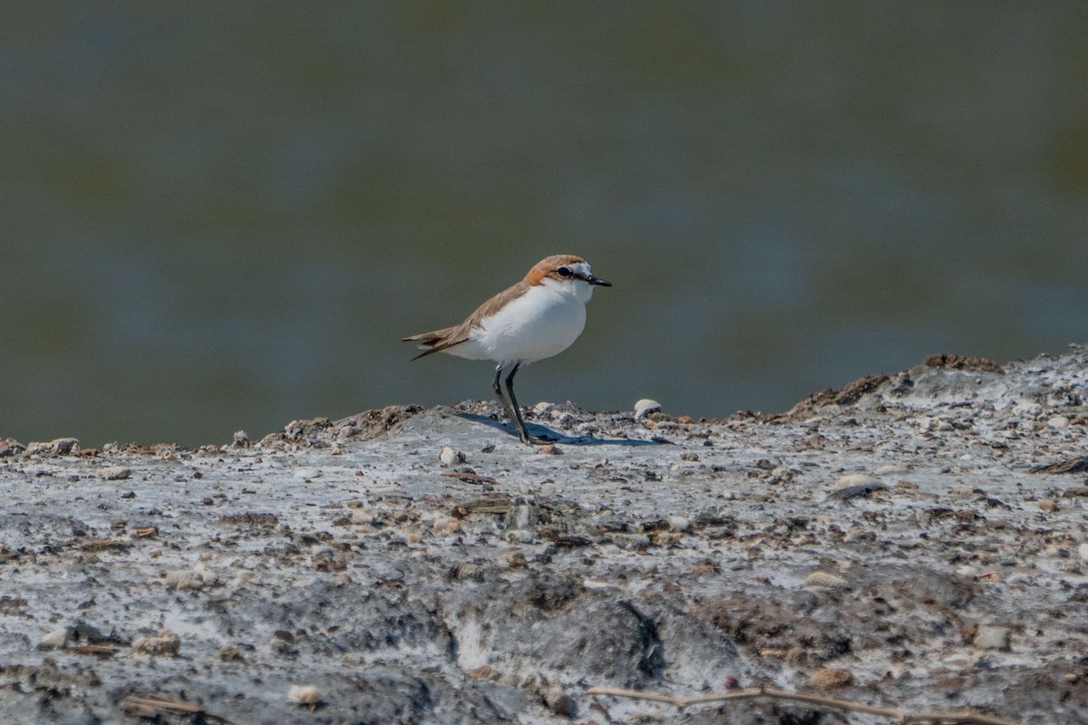 Red-capped Plover - ML579907511