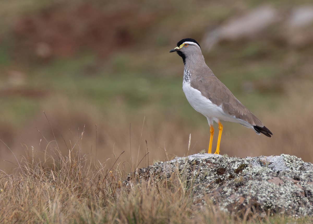 Spot-breasted Lapwing - ML579909901