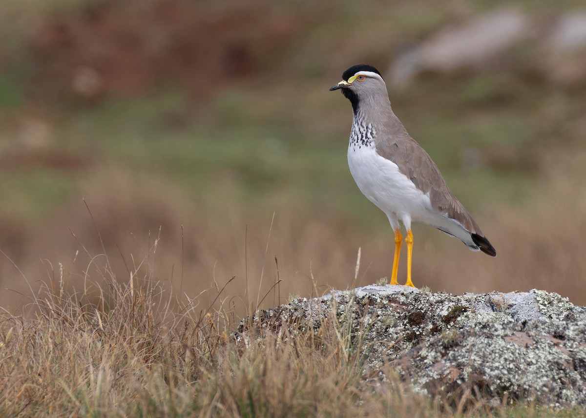 Spot-breasted Lapwing - ML579909921