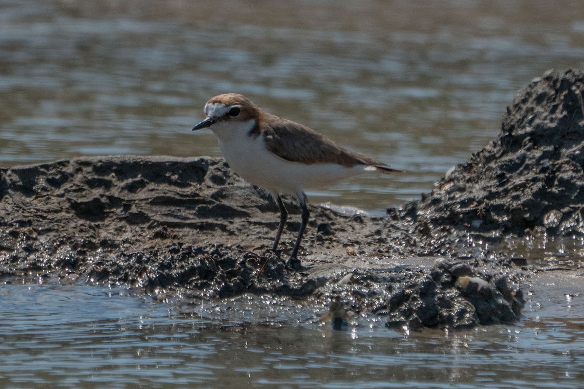 Red-capped Plover - ML579910111