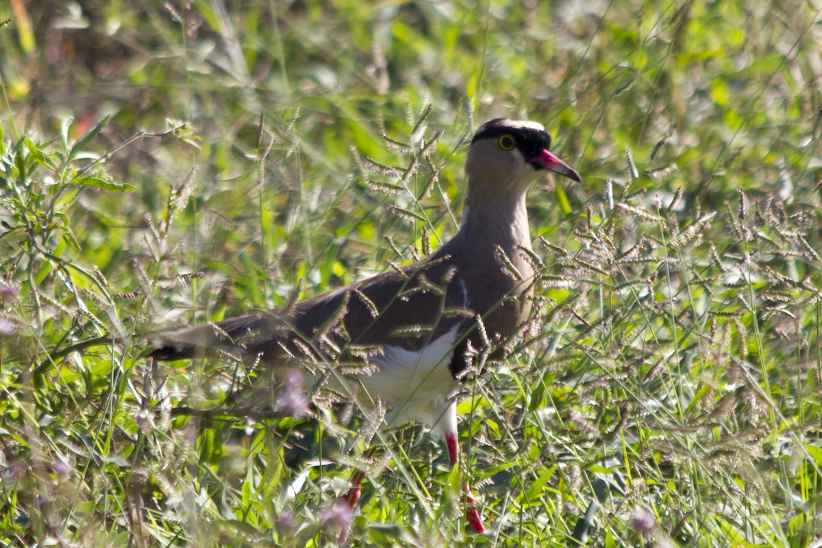 Crowned Lapwing - ML579910161