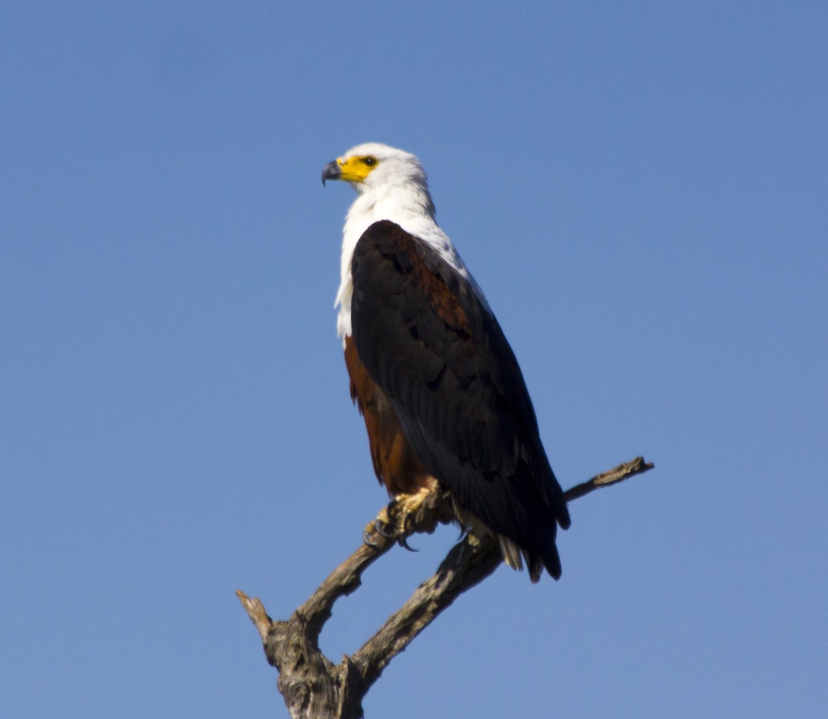 African Fish-Eagle - ML579910361