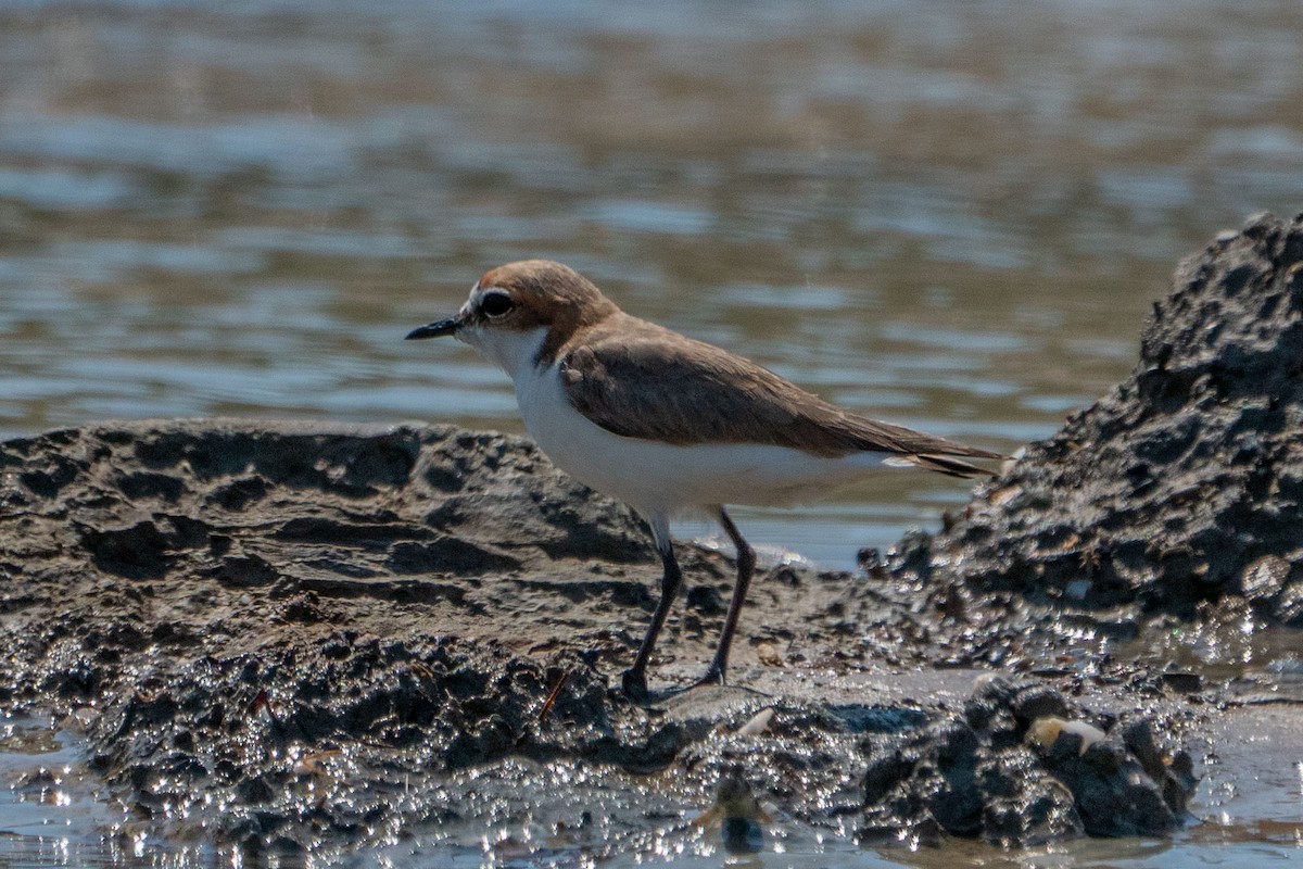 Red-capped Plover - ML579910401