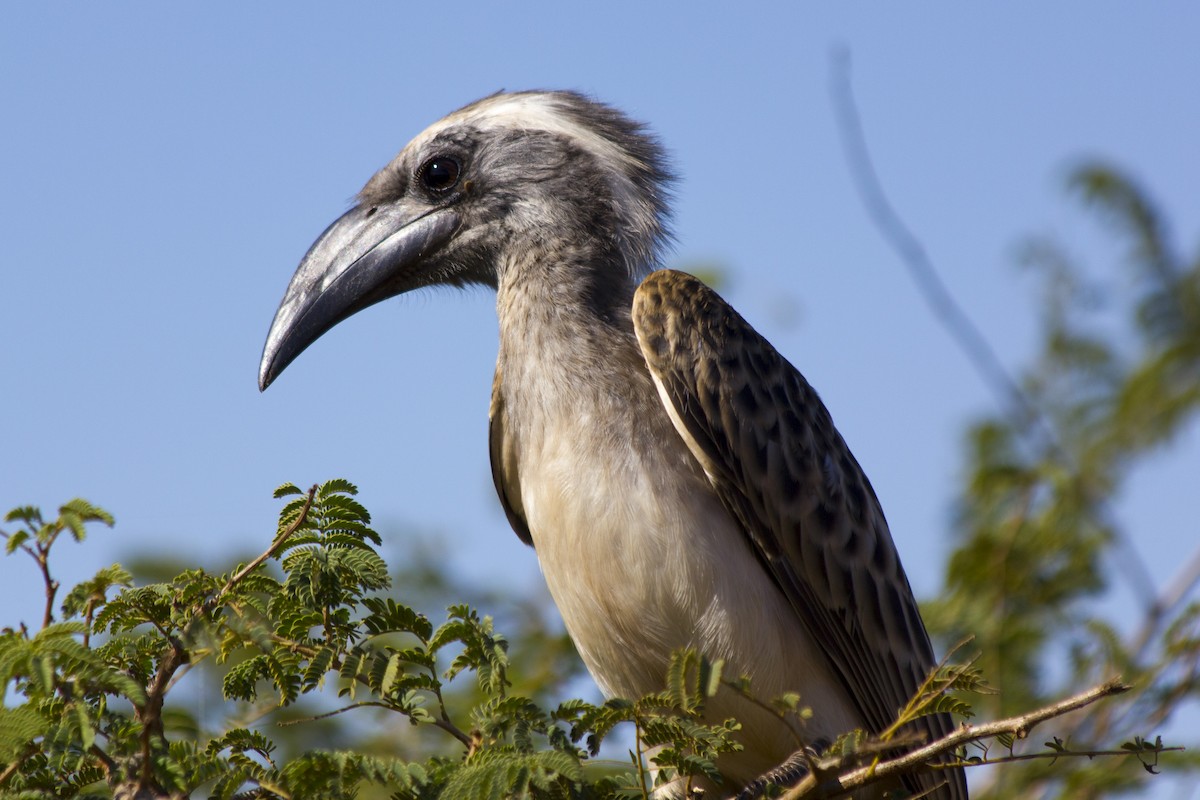 African Gray Hornbill - ML579910421