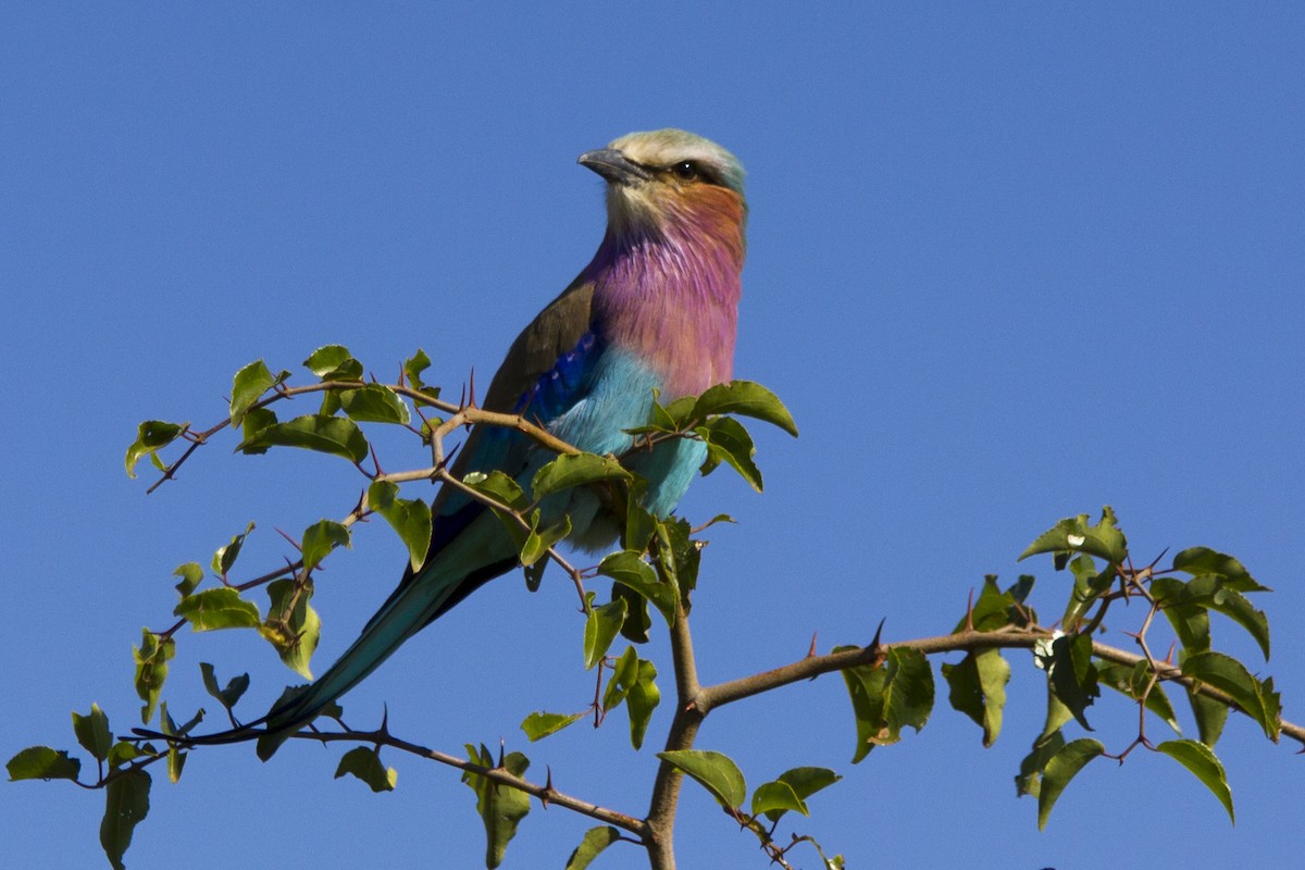 Lilac-breasted Roller - ML579910601