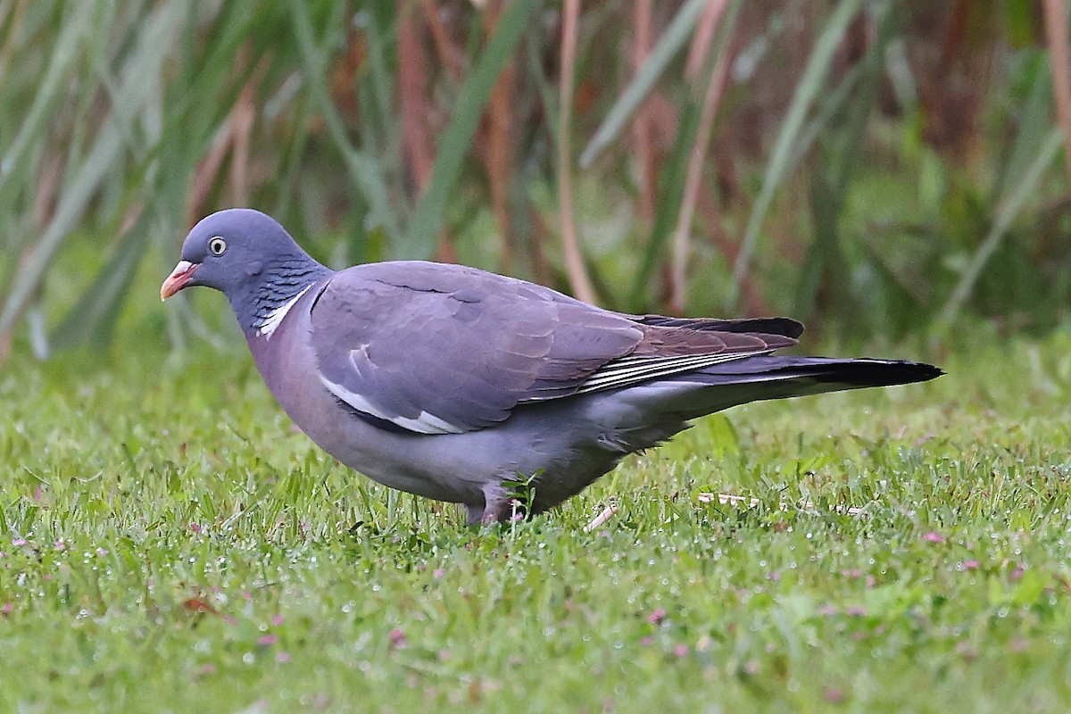 Common Wood-Pigeon - ML579916251