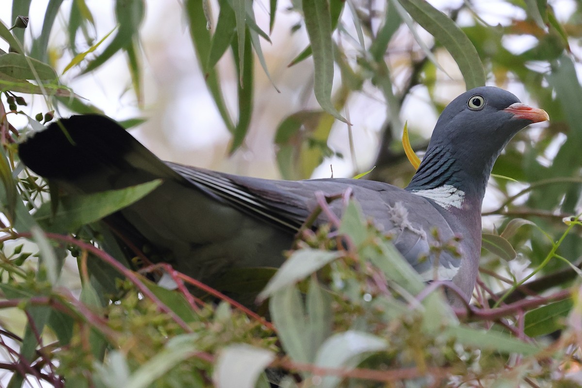 Common Wood-Pigeon - ML579916271