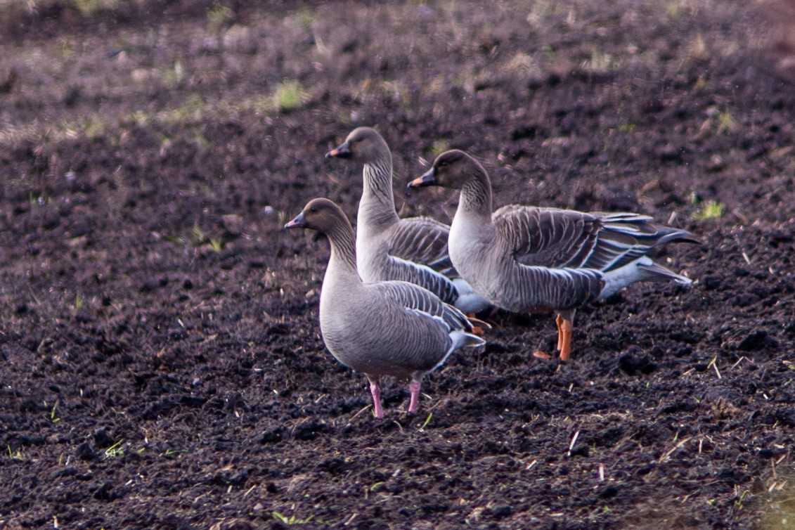 Pink-footed Goose - ML579921981