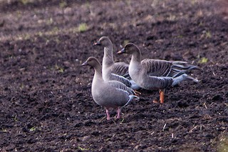 Pink-footed Goose, ML579921981