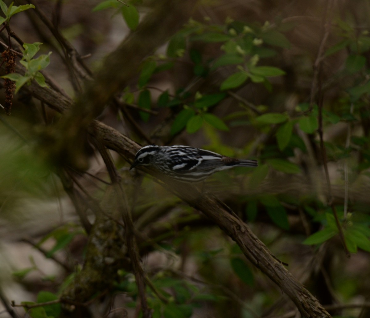 Black-and-white Warbler - ML579922571