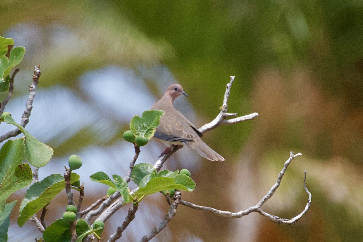 Laughing Dove - ML579923641