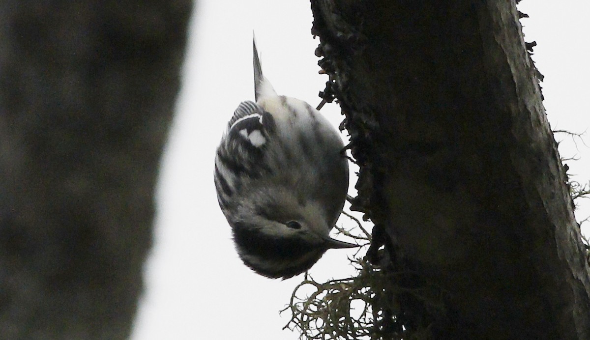 Black-and-white Warbler - ML57992591