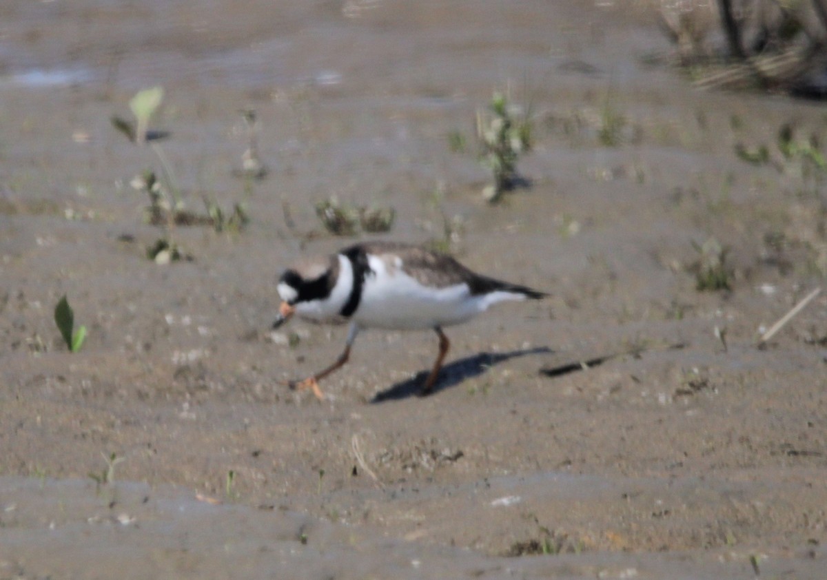 Semipalmated Plover - ML579931611