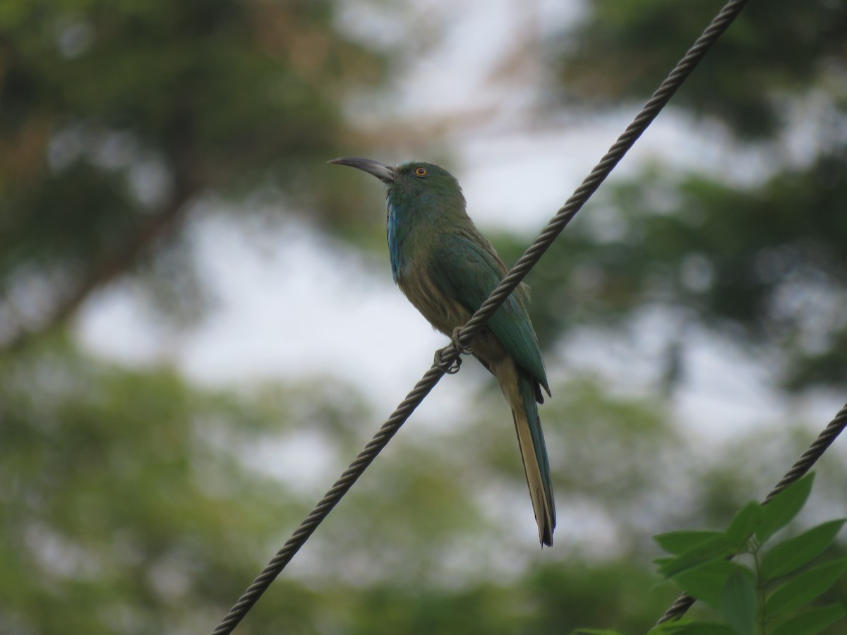 Blue-bearded Bee-eater - Adhithyan NK