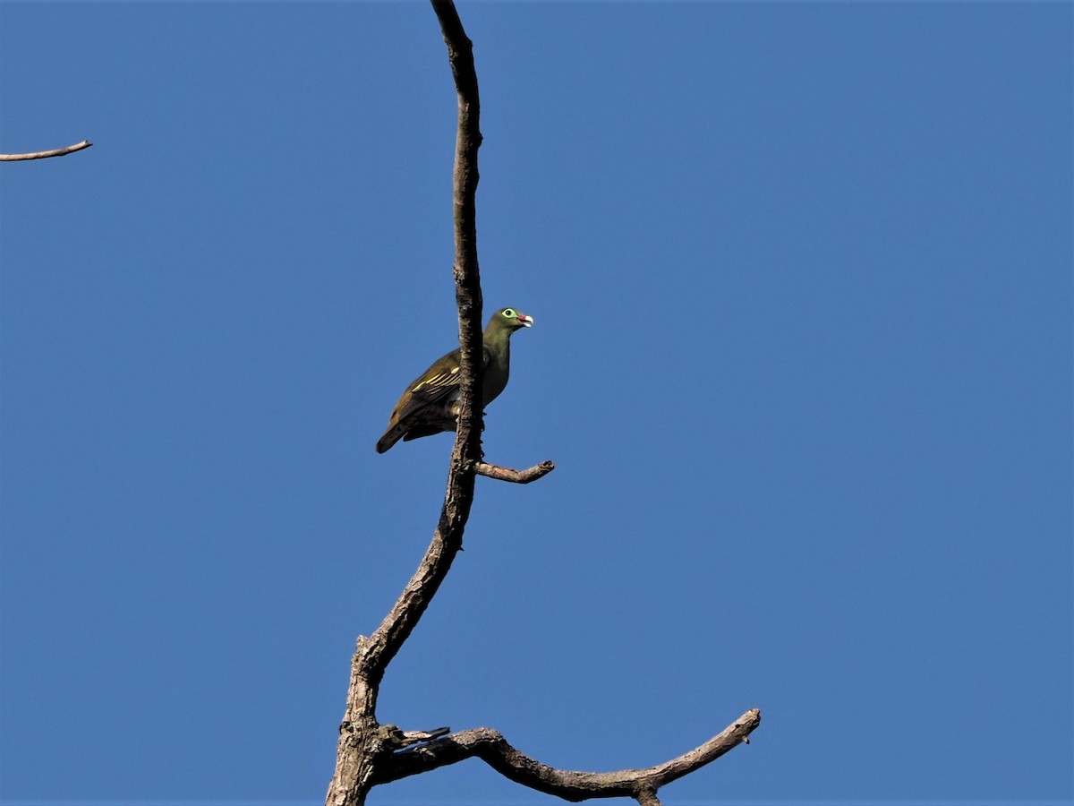 Thick-billed Green-Pigeon - ML579932581
