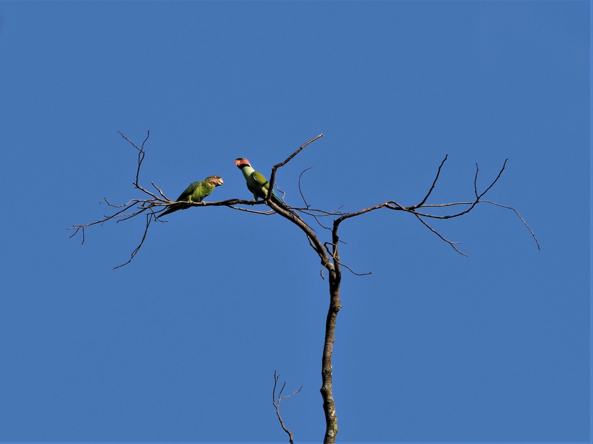 Uzun Kuyruklu Yeşil Papağan - ML579932731