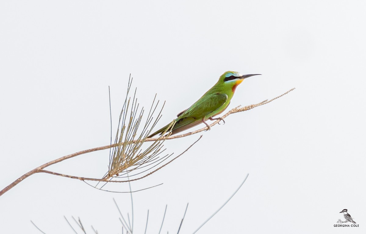 Blue-cheeked Bee-eater - ML579935361