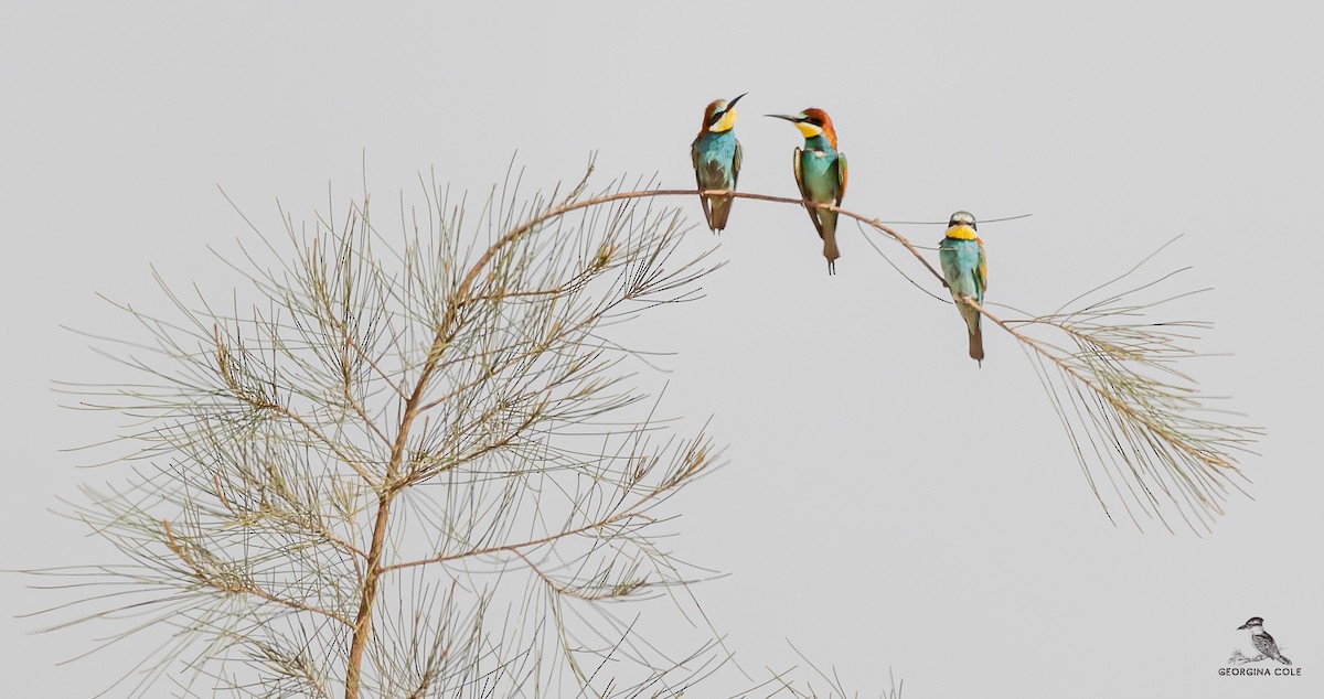 European Bee-eater - ML579935381