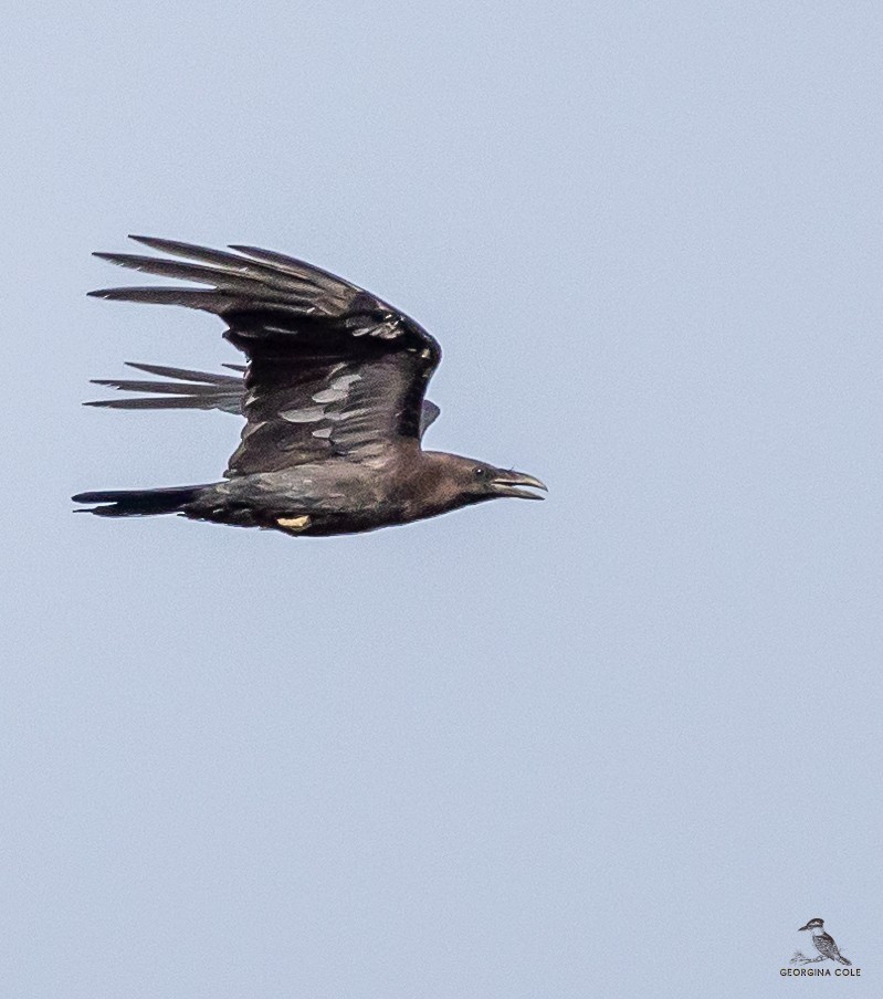 Brown-necked Raven - ML579935441