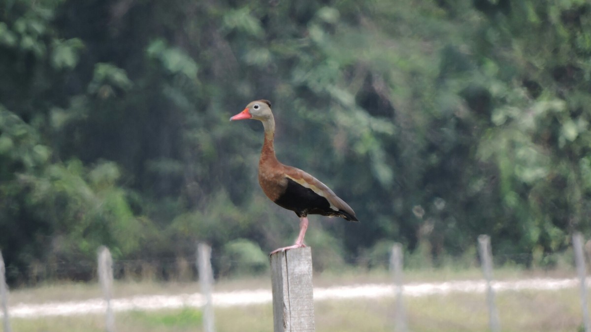 Black-bellied Whistling-Duck - Isael Mai