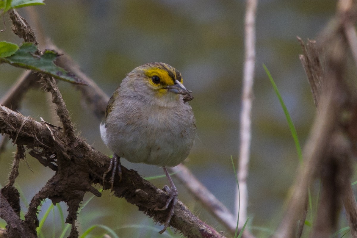 Grassland Sparrow - ML579938941