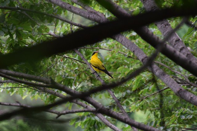 Black-naped Oriole - eBird