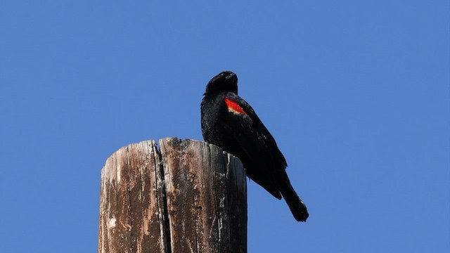 Red-winged Blackbird (California Bicolored) - ML579940421