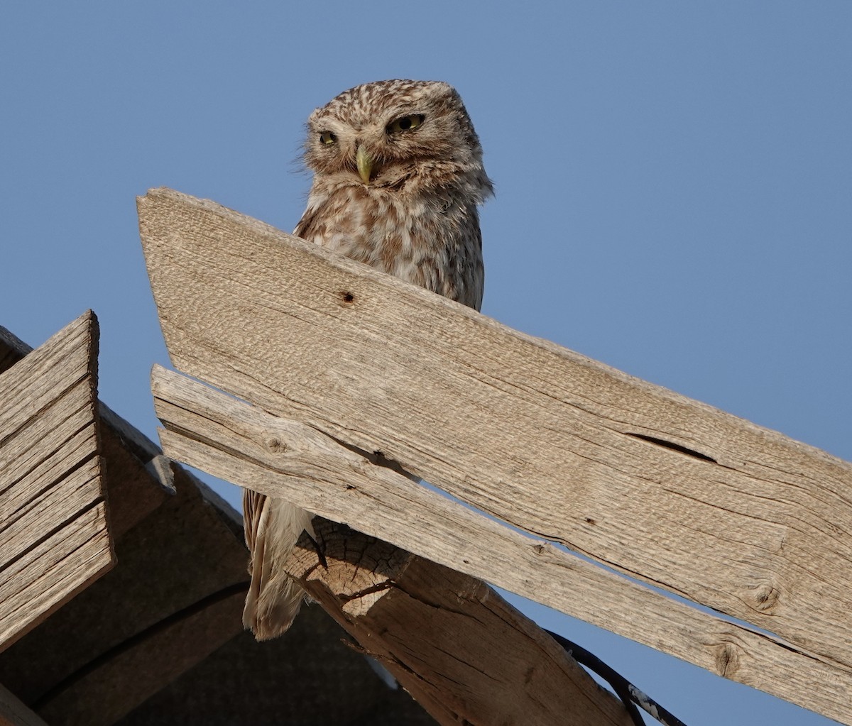 Little Owl (Hutton's) - ML579940591