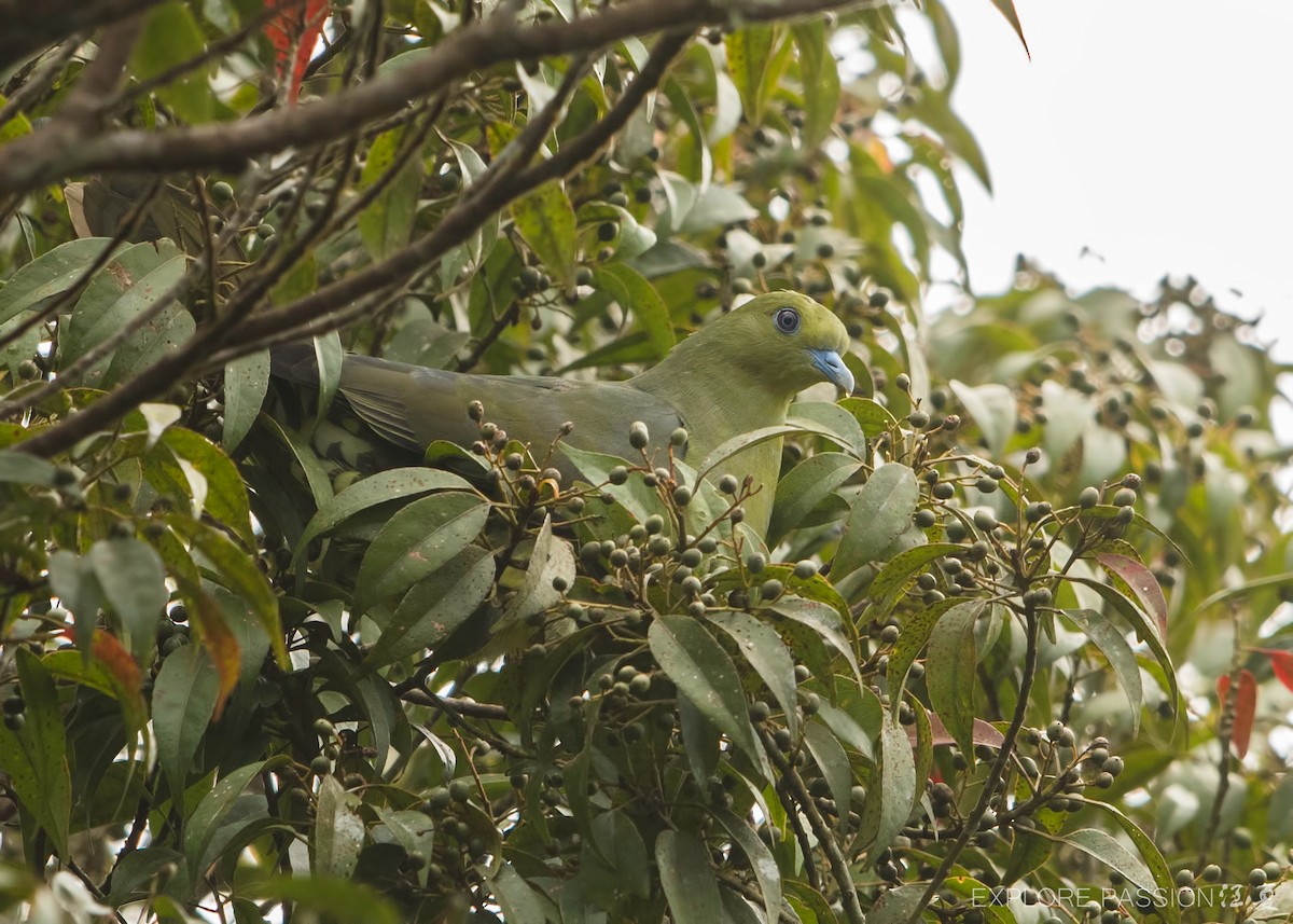 Клинохвостый зелёный голубь - ML579940651