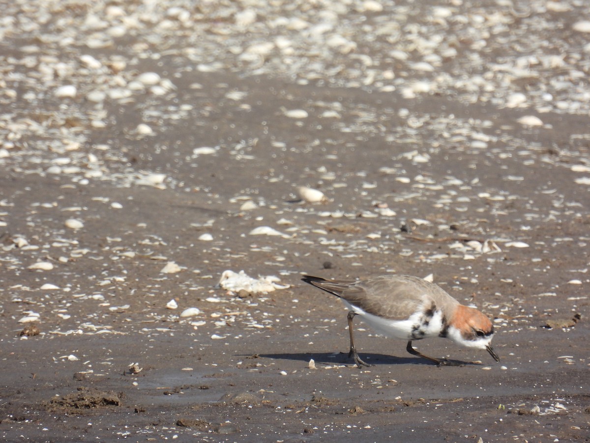 Two-banded Plover - ML579949001
