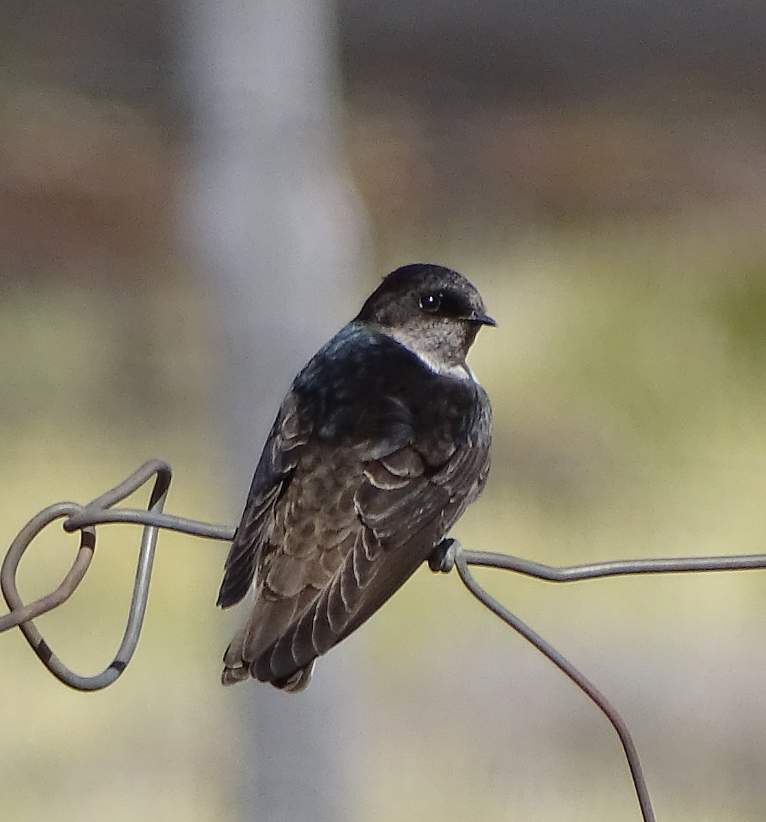 Andean Swallow - ML57995101