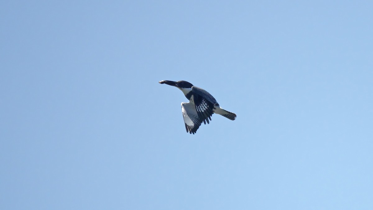 Belted Kingfisher - ML579955491